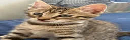 Bengal cats for sale: 🐾 Beautiful Bengal x Maine Coon Kittens 🐾 - Advert 19