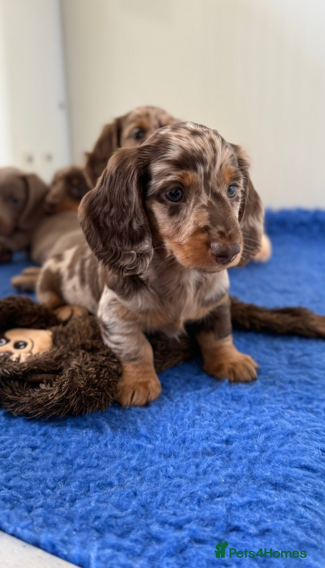 Miniature Dachshund dogs Quality miniature long hair & smooth hair puppy's - Advert 2