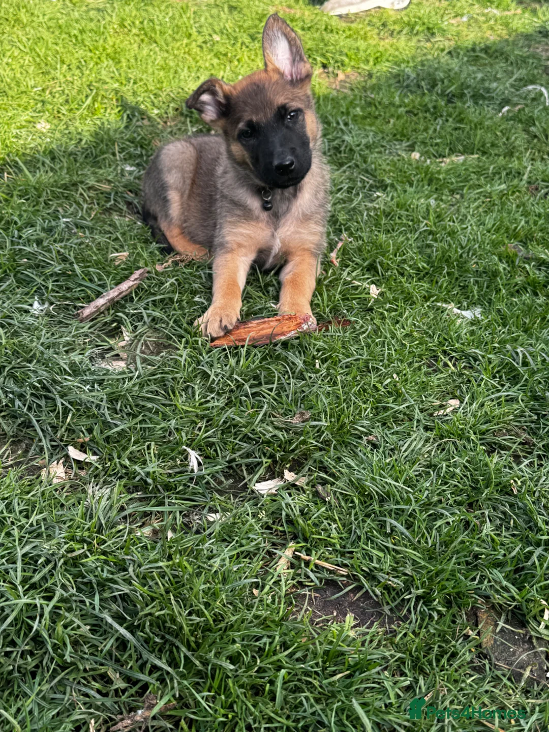 Belgian Shepherd Dog dogs for sale: Belgian Malinois Puppies  - Advert 7