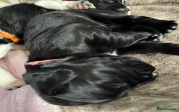 Sprocker dogs for sale: Beautiful Sprocker spaniel puppies ALL GIRLS - Image 9