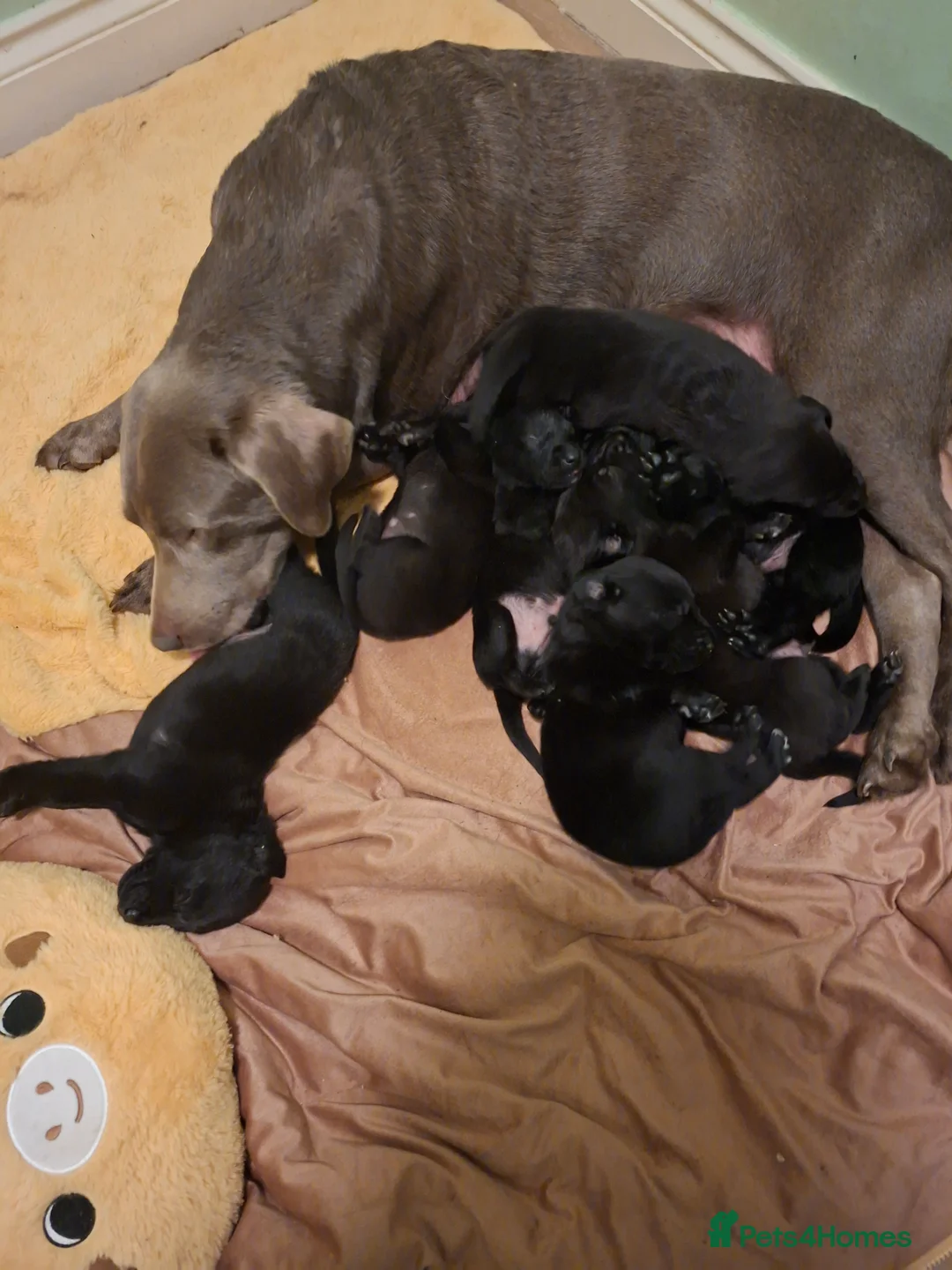 Labrador Retriever dogs for sale: KC reg black labrador  - Advert 18