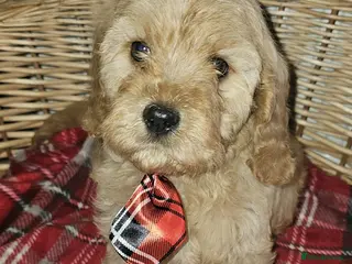 Cavapoochon dogs Only boy now Ready now vet checked report - Advert 1