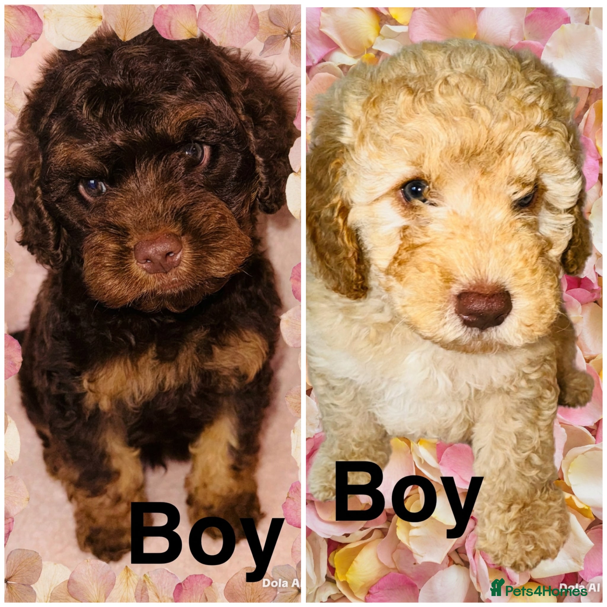 Cockapoo dogs ❤️DNA CLEAR, Last 2 Stunning Cockapoos, Ready Now  - Advert 5