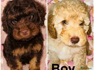Cockapoo dogs ❤️DNA CLEAR, Last 2 Stunning Cockapoos, Ready Now - Advert 5