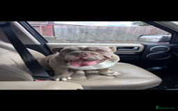 English Bulldog dogs for sale: Intact male lilac British bulldog - Image 4