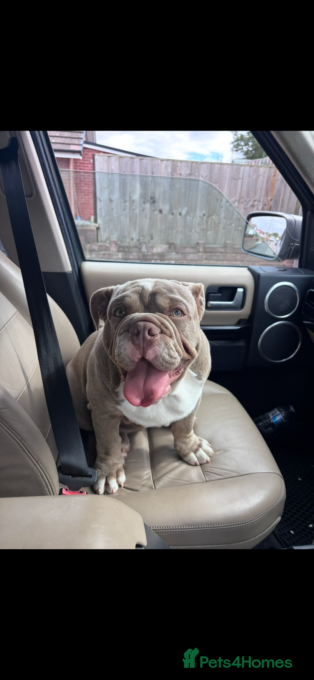 English Bulldog dogs for sale: Intact male lilac British bulldog - Image 4