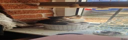 Mixed Breed cats for sale: 5 kittens looking for new homes - Advert 4