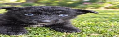 Shepsky 2