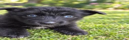 Shepsky dogs for sale: Beautiful german shepherd x syberian husky puppies - Advert 8