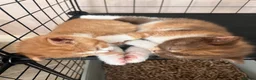 British Shorthair cats for sale: chunky cinnamon girl available active or non  - Advert 3