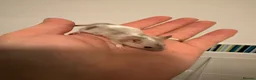 Mouse rodents for sale: Young Mice smooth haired mixed colours fancy mice - Advert 4