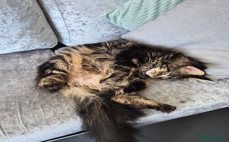 Maine Coon cats 1 year maine coon  - Advert 13