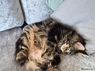 Maine Coon cats 1 year maine coon - Advert 11