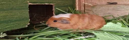 Guinea Pig rodents for sale: California x male and female Guinea pig babies  - Advert 5