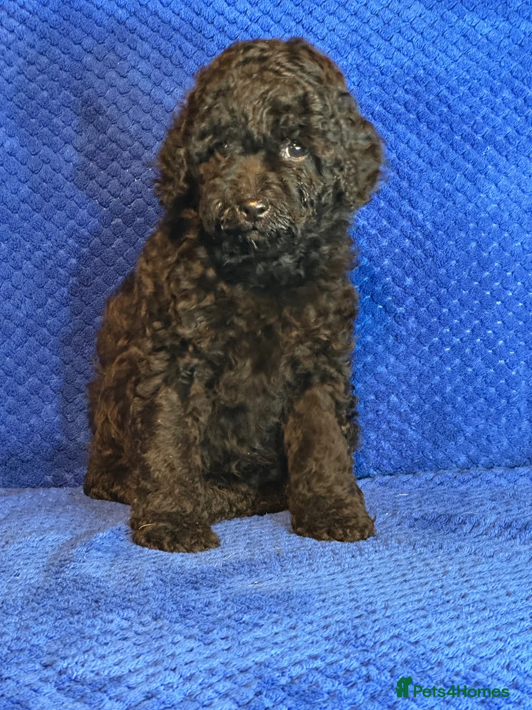 Cavapoo dogs for sale: Cavapoo Puppies, DNA Tested, 5 star breeder - Advert 1