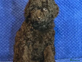 Cavapoo dogs for sale: Cavapoo Puppies, DNA Tested, 5 star breeder - Advert 3