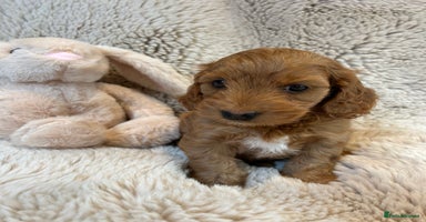 Cockapoo dogs - Advert 1