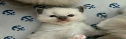 Ragdoll cats for sale: Beautiful male ragdoll kittens - Advert 5