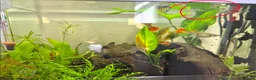 Live Bearers fish for sale: GUPPIES, YELLOW TAIL - Advert 3