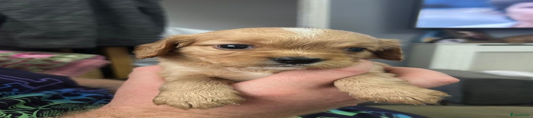 Cockalier Puppy 2