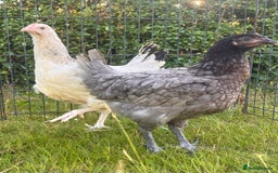 Chickens poultry for sale: Point of Lay Hybrid Chickens - Image 1