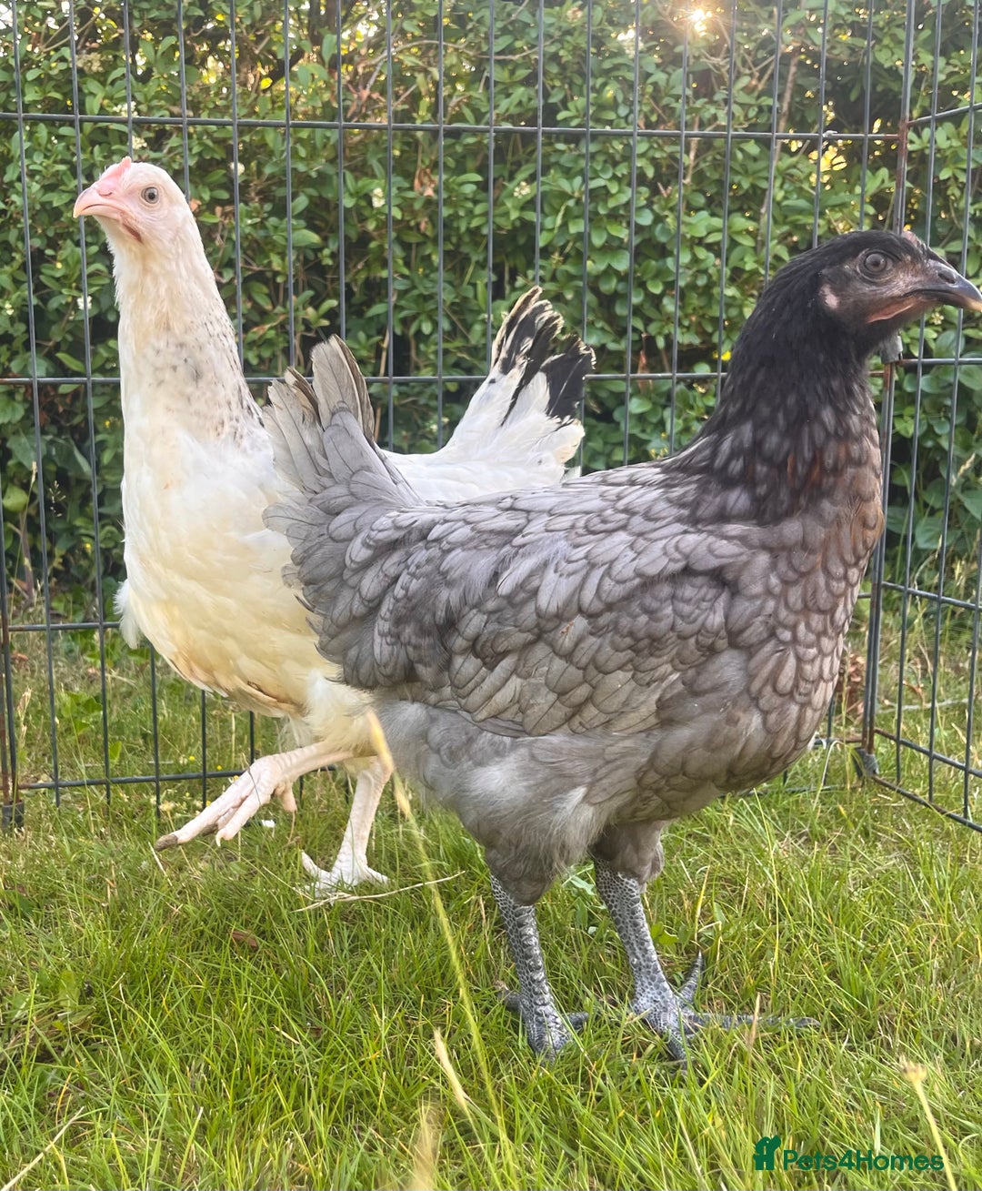 Chickens poultry for sale: Point of Lay Hybrid Chickens - Image 1