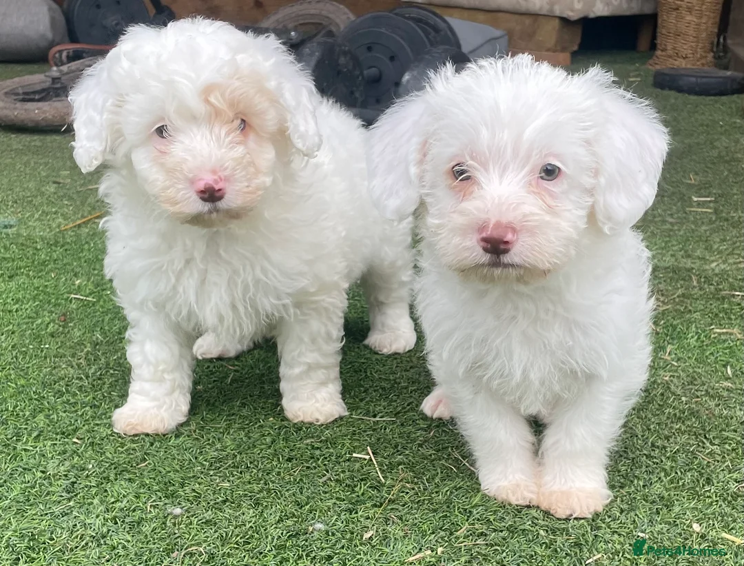 Schnoodle dogs for sale: STUNNING SCHNOODLE PUPPIES in Atherstone - Advert 1