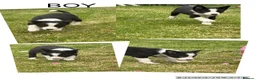Border Collie dogs for sale: ⭐️BORDER COLLIE PUPS⭐️ READY TO GO - Advert 4