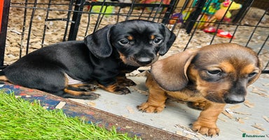 Miniature Dachshund dogs - Advert 2
