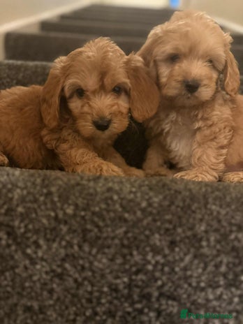 Cockapoo dogs Ready to go adorable cockapoo puppies - Advert 5