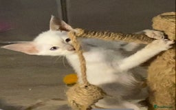Siamese cats for sale:  Lilac point boy  - Image 4