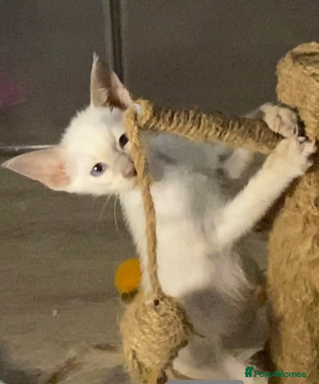 Siamese cats for sale:  Lilac point boy  - Image 4