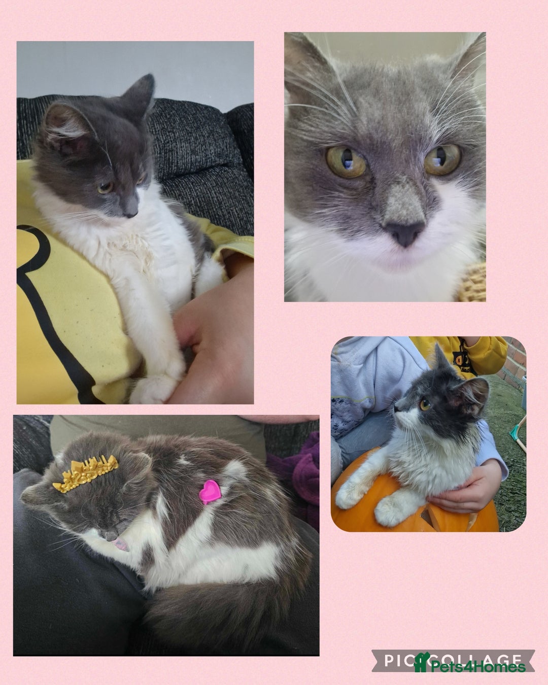 Mixed Breed cats for sale: 2 cats  - Advert 3