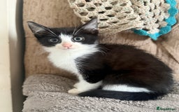 Mixed Breed cats for sale: 3 beautiful kittens for sale - Advert 6