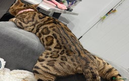 Bengal cats for sale: Sweet bengal boy - Image 3