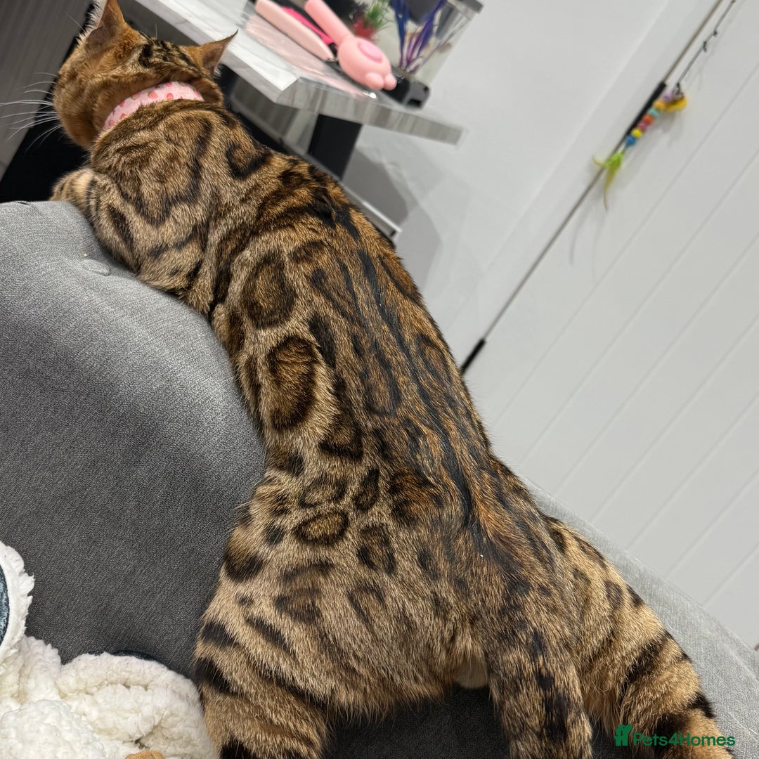 Bengal cats for sale: Sweet bengal boy - Image 3