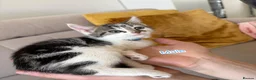 Mixed Breed cats for sale: Lovely 4 Kittens Ready To Collect From Today!!😻 in Wellingborough - Advert 21