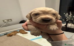 Cockapoo dogs for sale: Cockapoo puppies for sale  - Image 9