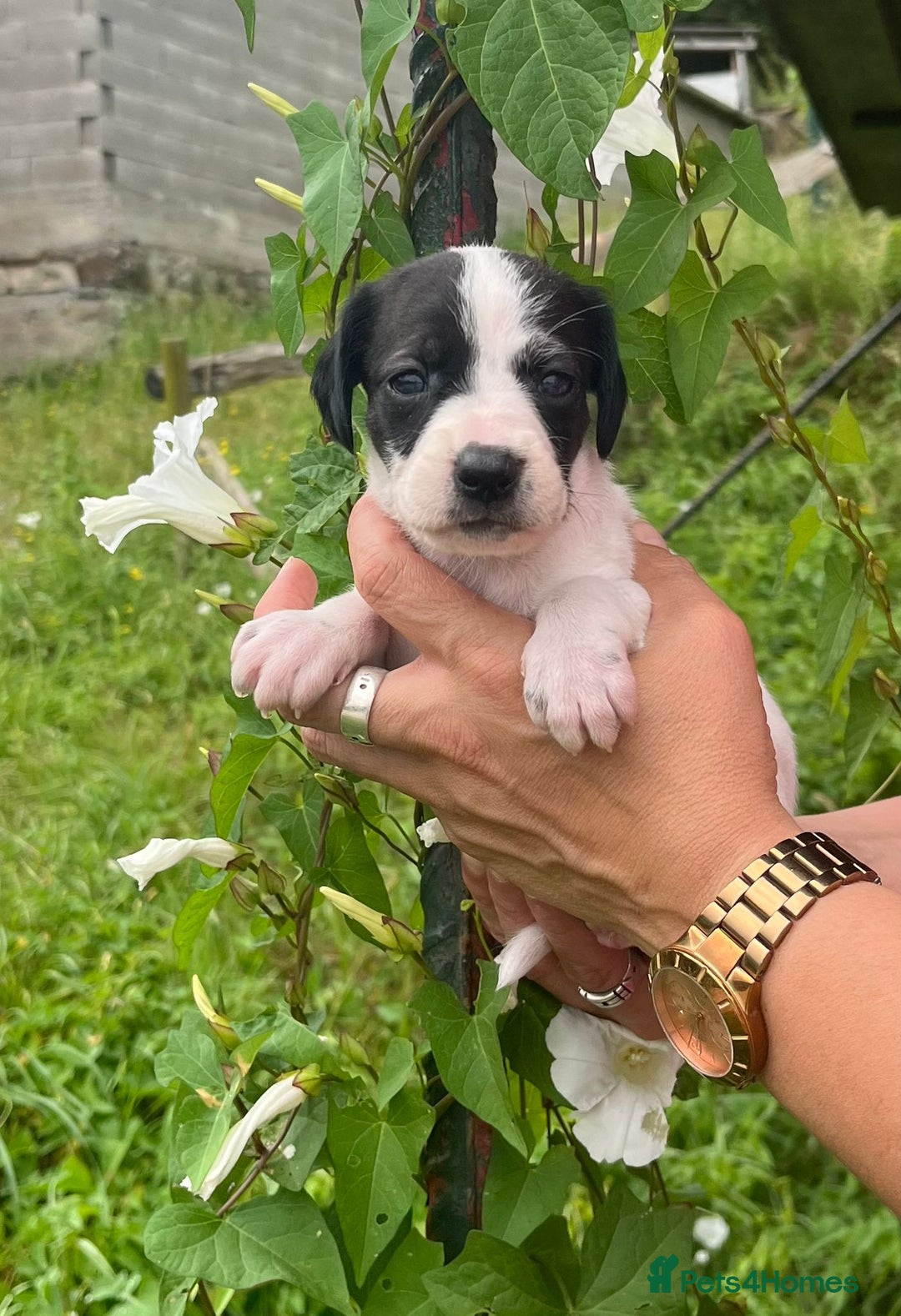 English Setter dogs for adoption: Setter x Pups (Rina's Puppies) - Image 15