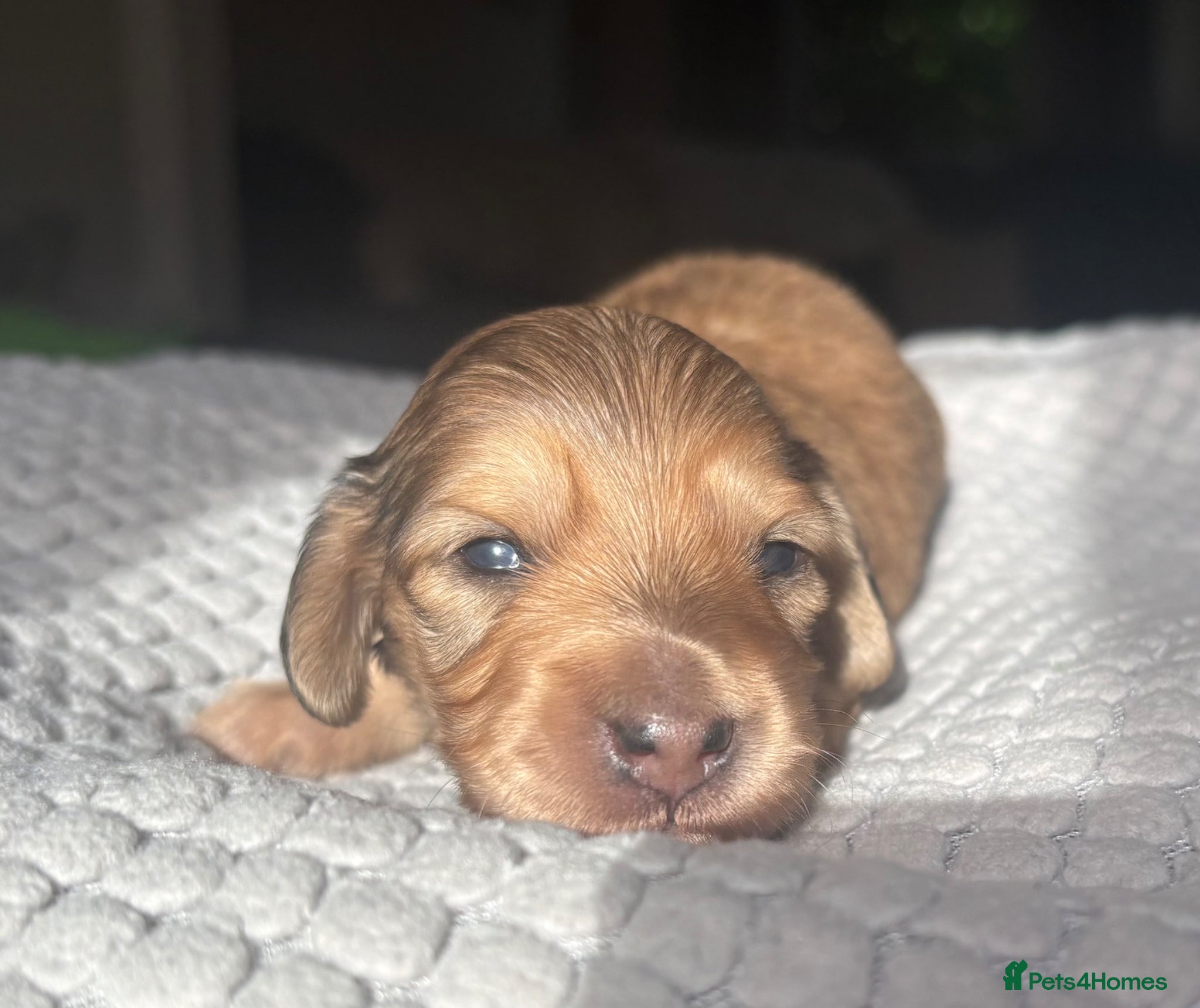 Miniature Dachshund dogs Last 2 Girls Miniature longhaired PRA clear - Advert 3
