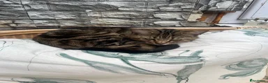 Kitten 1