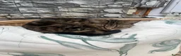 Bengal cats for sale: 2 bengal brothers in Darlington - Advert 4