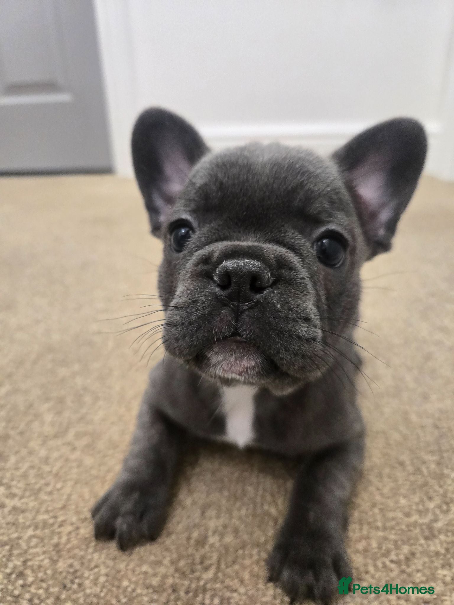 French Bulldog dogs Adorable Fremch bull dog puppies  - Advert 2