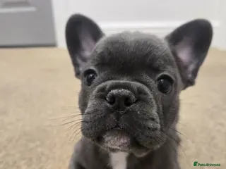 French Bulldog dogs Adorable Fremch bull dog Ready Now two boys - Advert 2