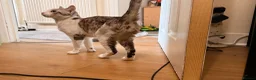 Bengal cats for sale: Beautiful bengal  in Sidcup - Advert 3