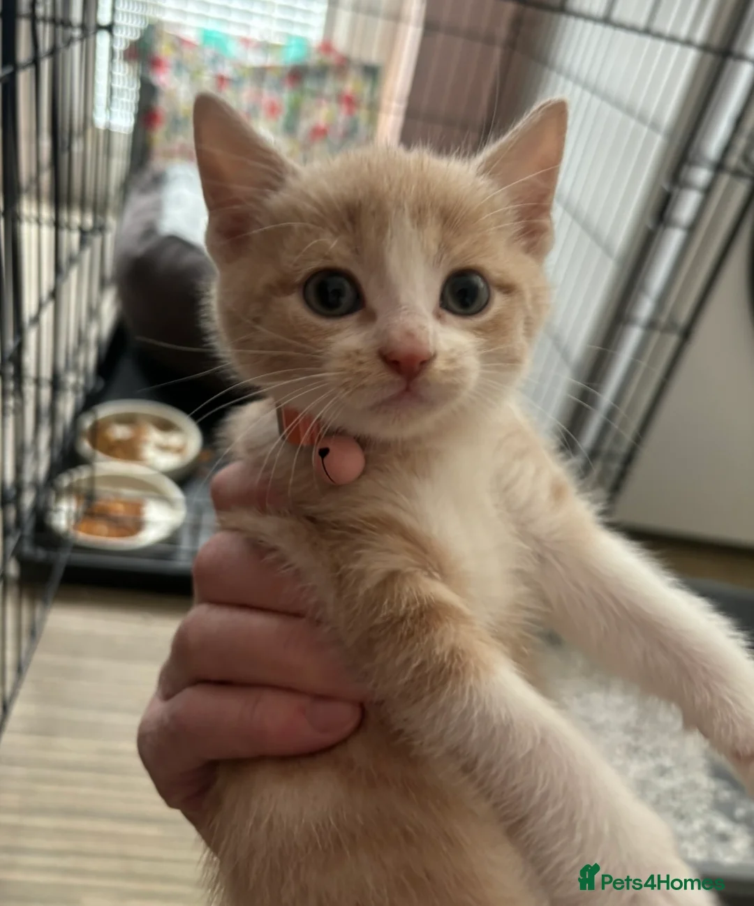 Mixed Breed cats for sale: Cream female Kitten  - Advert 4