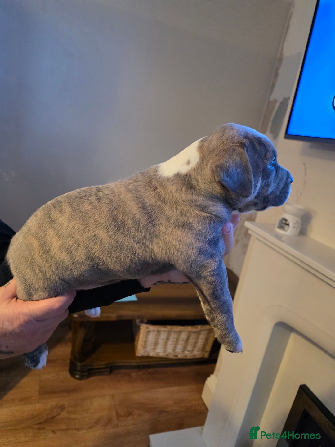 American Bully dogs for sale: Pocket Bully pups  - Image 6