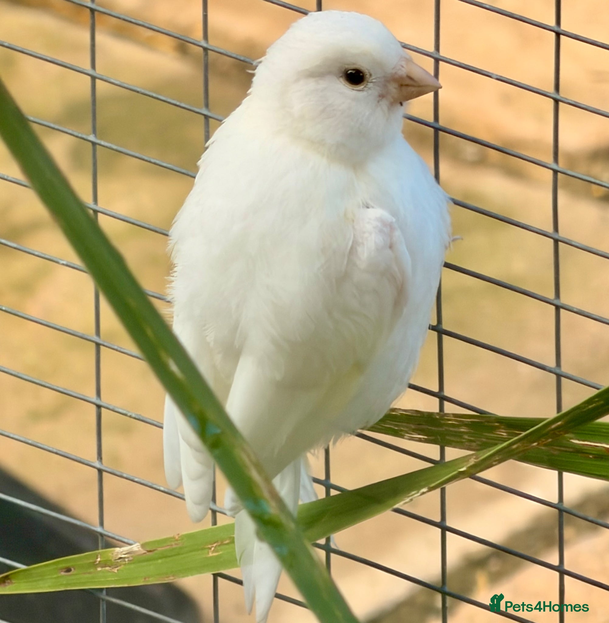 Canaries birds Canary - Advert 1