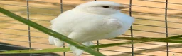 Canaries birds for sale: Canary - Advert 1