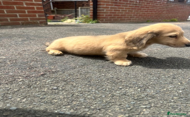 Miniature Dachshund dogs - Advert 10